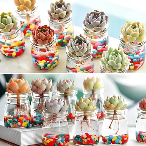 Pots en Verre Polyvalents 150 ml avec Couvercle, Lot de 12