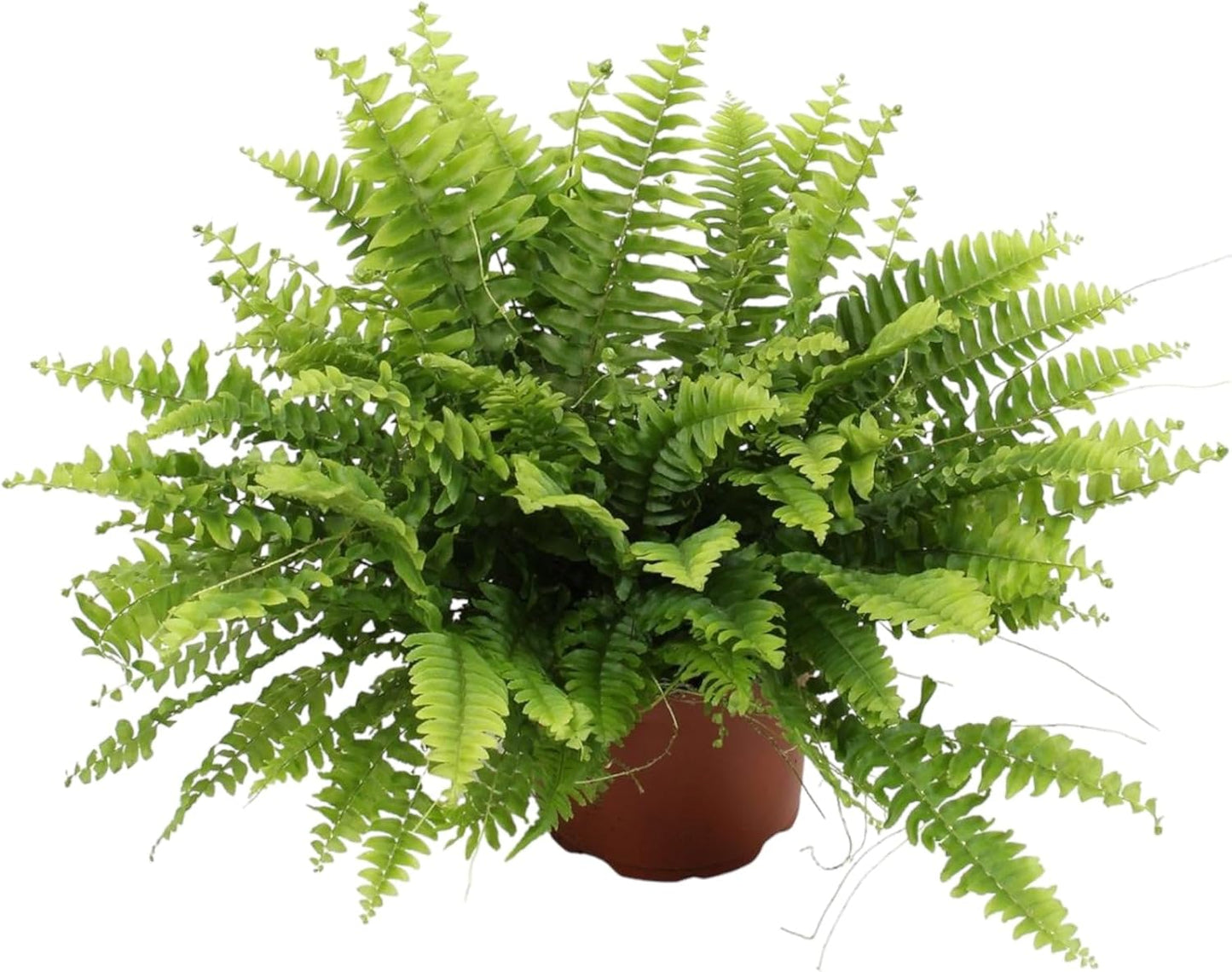 Fougère d'Intérieur - Nephrolepis Boston - Hauteur 20 cm - Pot Ø12cm