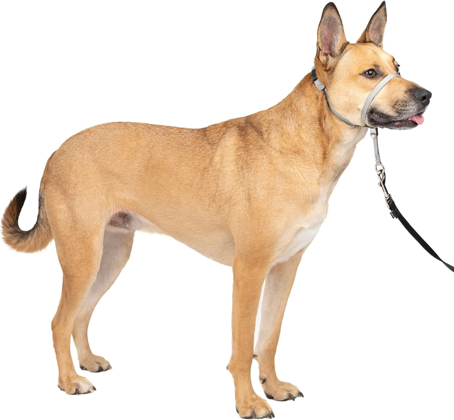 Licol pour Chien - Contrôle en Douceur - Boucle Nez Rembourrée