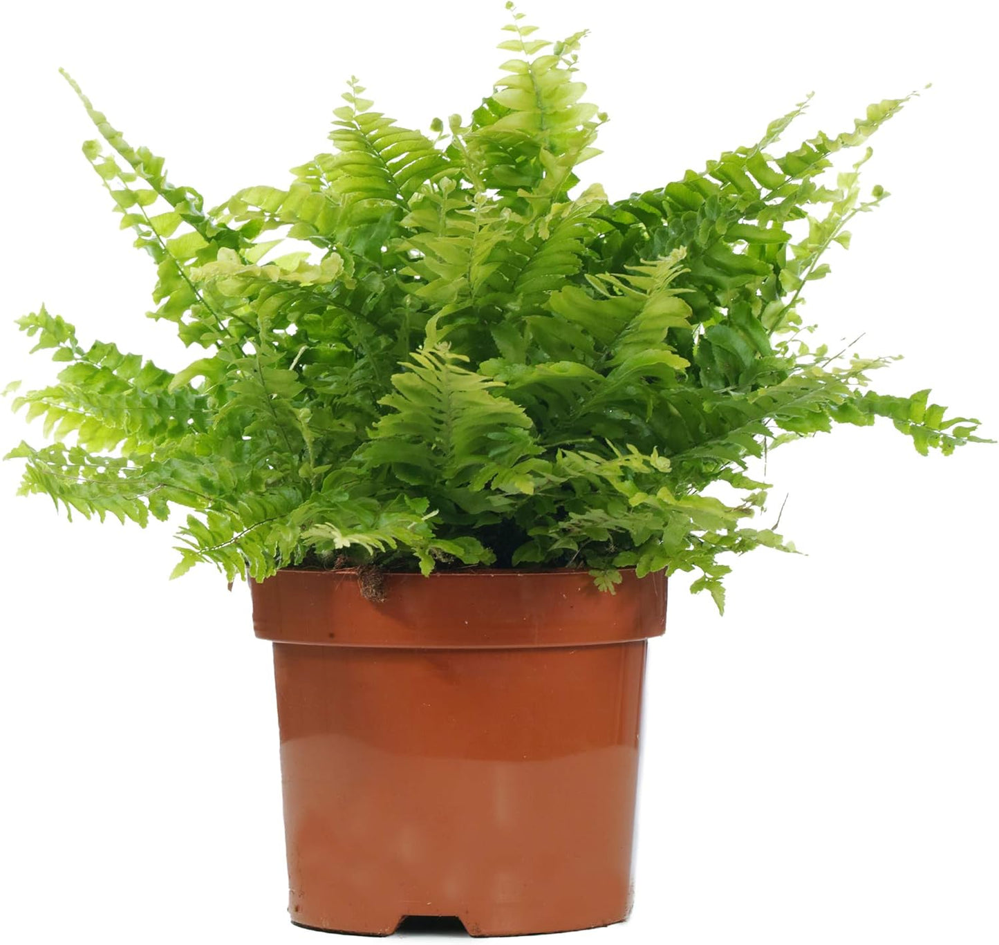 Plante d'intérieur - Nephrolepis exaltata - Purification de l'air