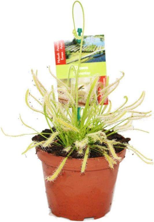 Plante Carnivore - Cap-Sonnentau Drosera - Pot de 9 cm