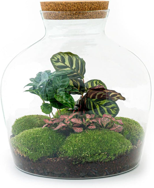Terrarium Végétal - Kit Complet DIY - Jardin en Bouteille 28 cm