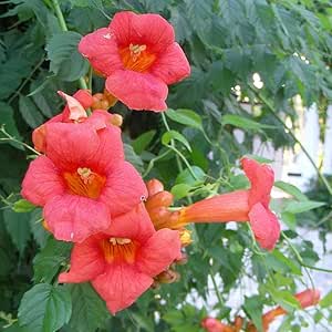 Plante Grimpante - Campsis radicans 'Flamenco' - Rouge Foncé