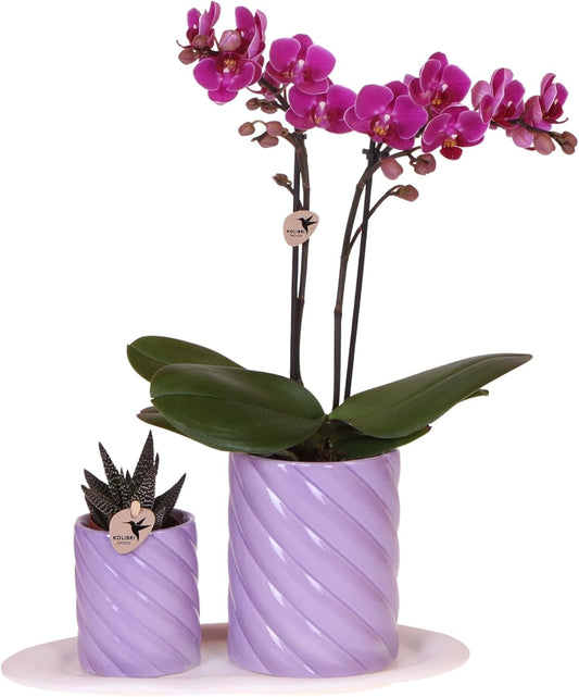 Coffret Cadeau Plante Verte - Orchidée Phalaenopsis Orange - Pots Ornementaux