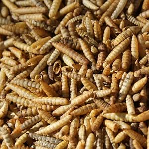 Larves de Mouches Soldates Séchées - Nourriture Énergétique - 10 kg