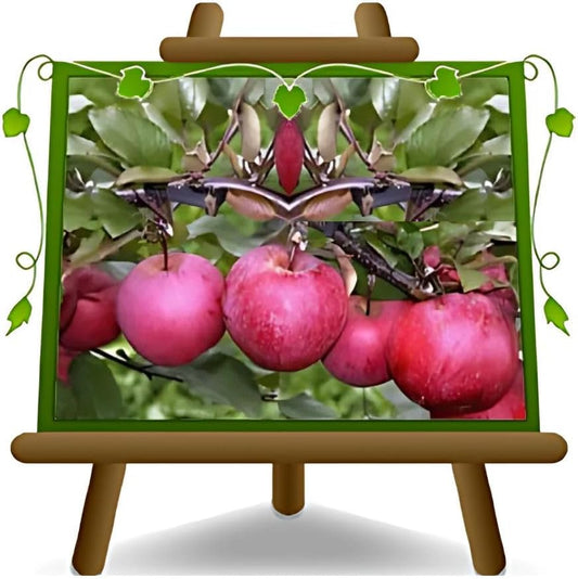 Arbre Fruitiers - Pommiers à Pulpe Rouge - Autofertile, 170~200 cm