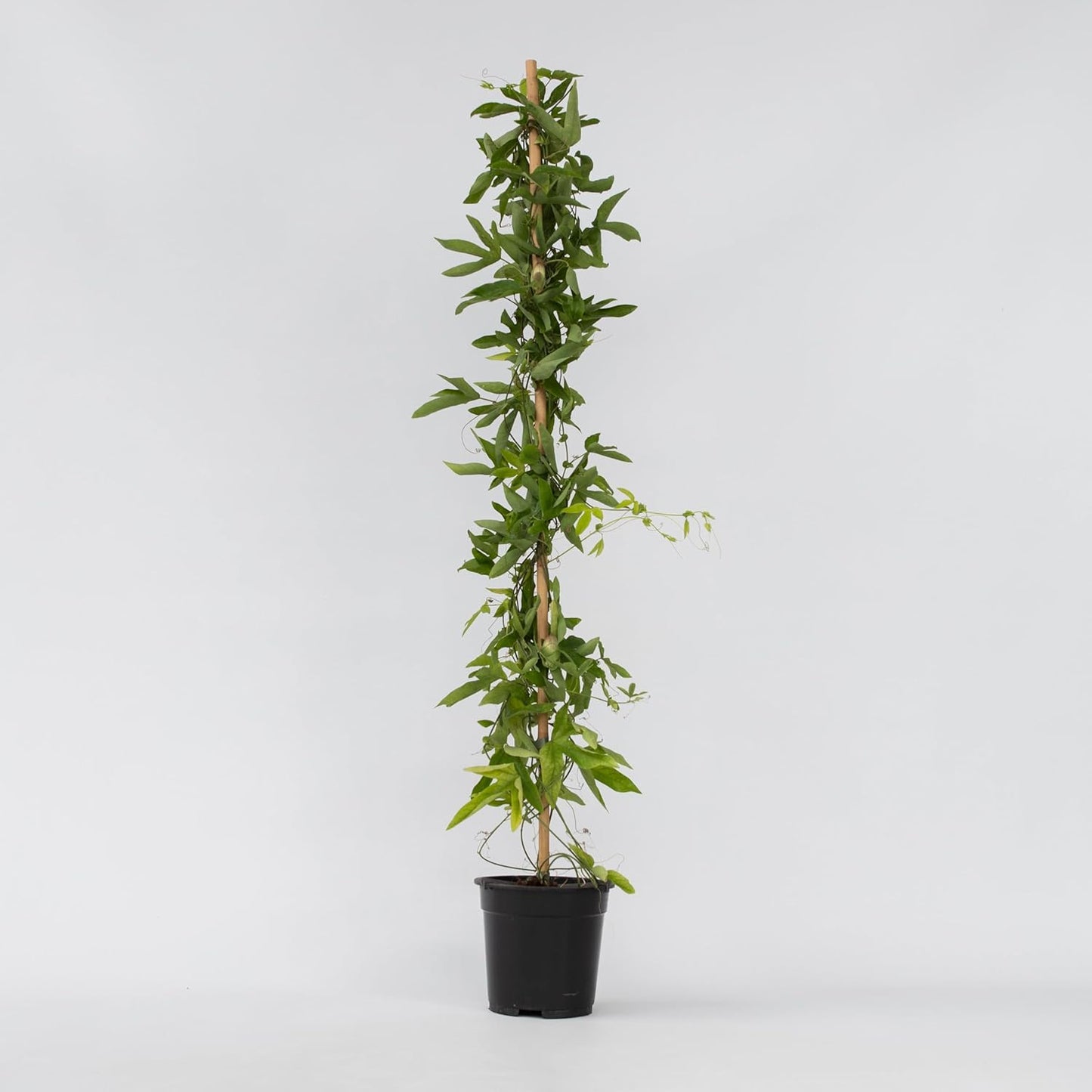 Plante Grimpante - Passiflora XL Victoria - Fleurs Violettes
