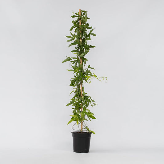 Plante Grimpante - Passiflora XL Victoria - Fleurs Violettes