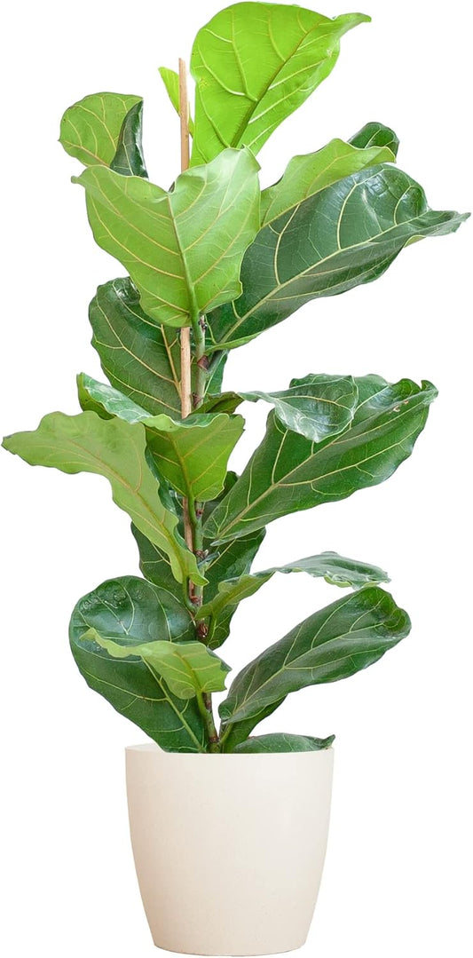Ficus Lyrata - Plante d'intérieur Purificatrice - Pot en Fibre Blanc