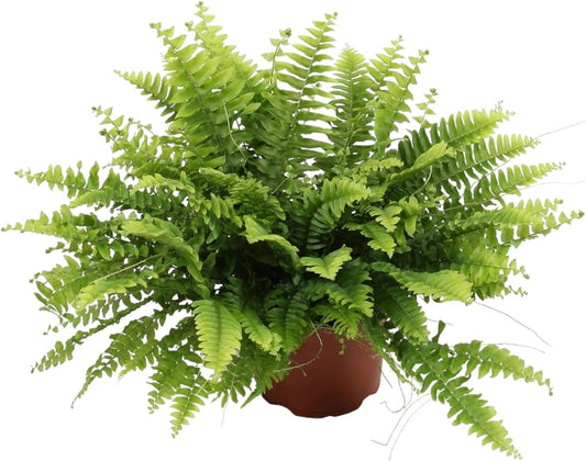 Fougère d'Intérieur - Nephrolepis Boston - Hauteur 20 cm - Pot Ø12cm