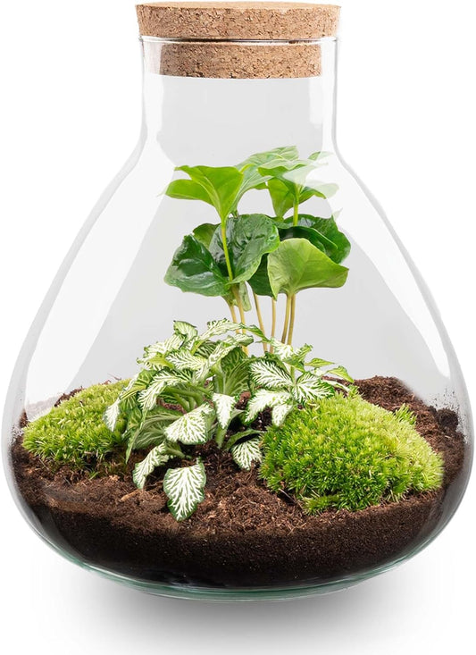 Kit Terrarium DIY - Écosystème avec Plantes - Verre Recyclé