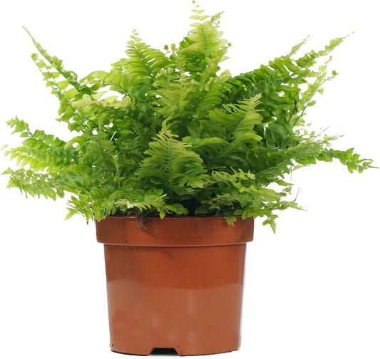 Plante d'intérieur - Nephrolepis exaltata - Purification de l'air