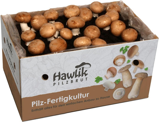 Kit de Culture de Champignons - Facile à Utiliser - Récolte à Domicile