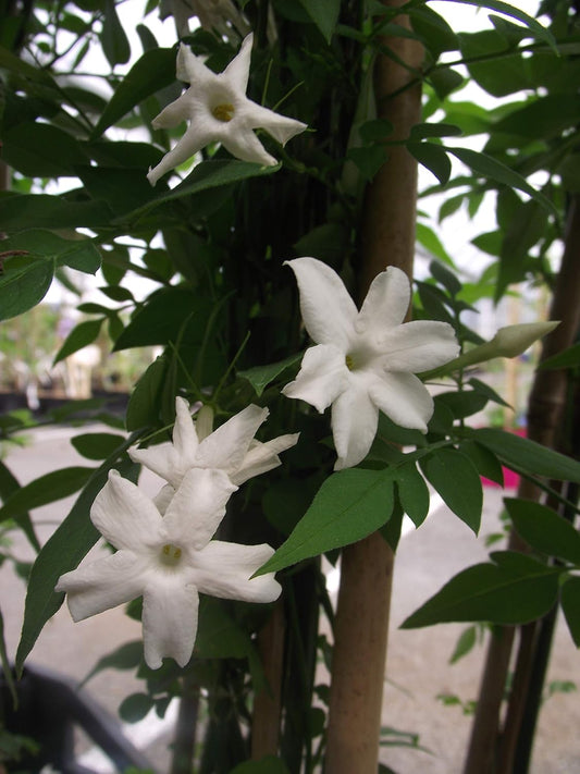 Plante Grimpante - Jasmin Blanc Officinalis - Hauteur 4 à 6 m