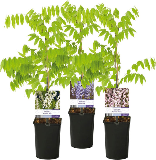 Wisteria floribunda Tricolour - Fleurs Bleues Roses Blanches - 3 Plantes