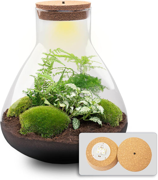 Kit DIY Terrarium - Écosystème avec Plantes - Sam XL